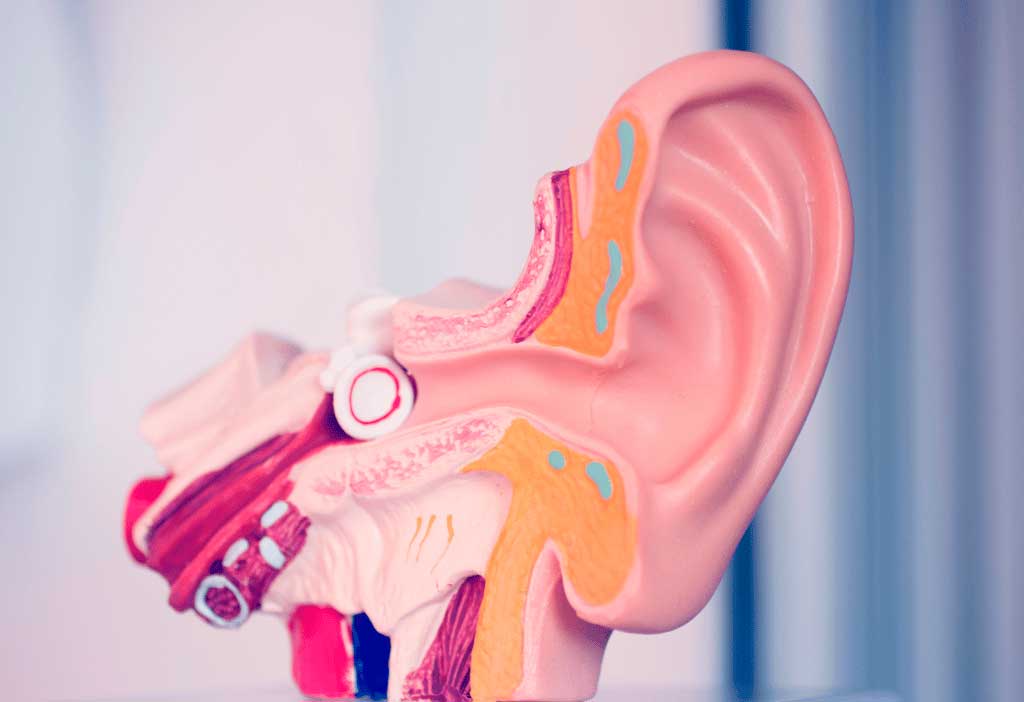 dr-essencial-curiosidades-sistema-auditivo